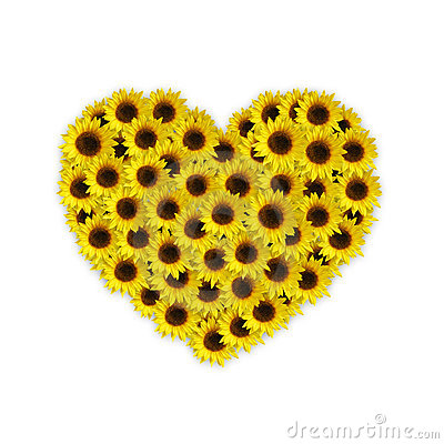 Yellow Sunflowers In A Heart Shape Isolated On White Background 
