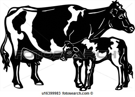 Animal Breeds Calf Cattle Cow Farm Holstein Livestock View
