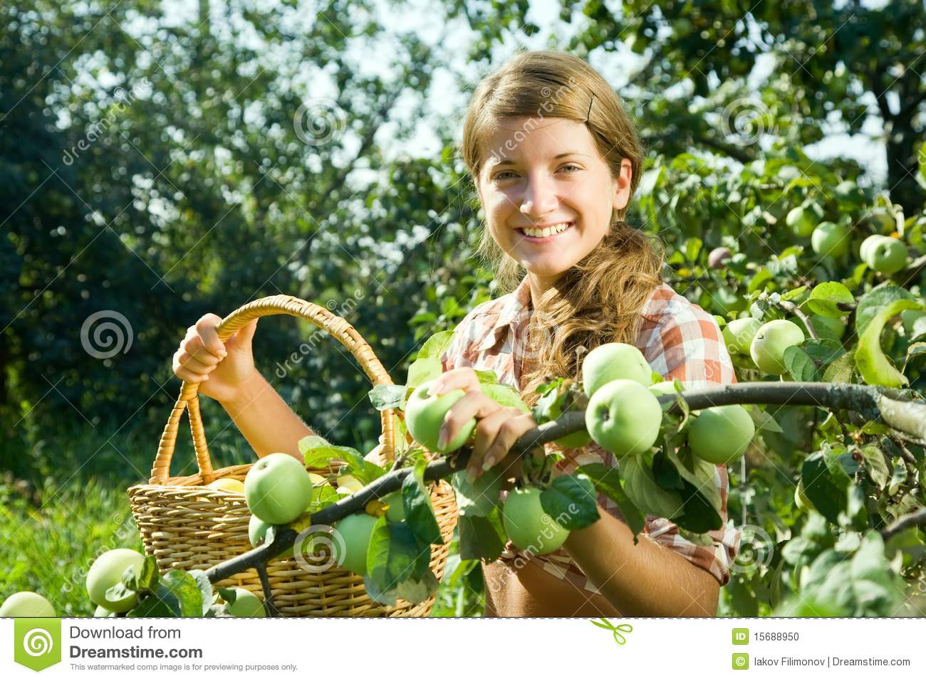 Beautiful Young Farm Girl Picking Apples From The Apple Tree 