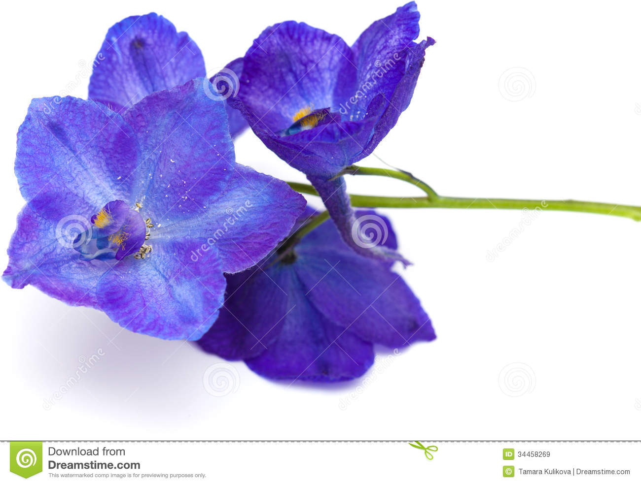 Delphinium Royalty Free Stock Images   Image  34458269