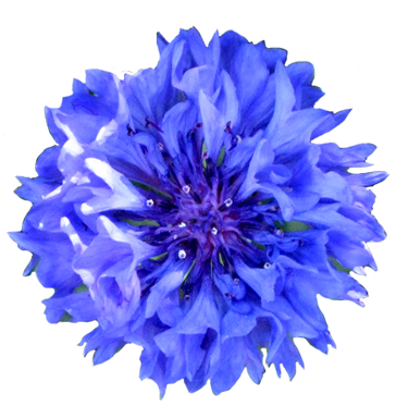 Flower Image Gallery   Useful Floral Clip Art