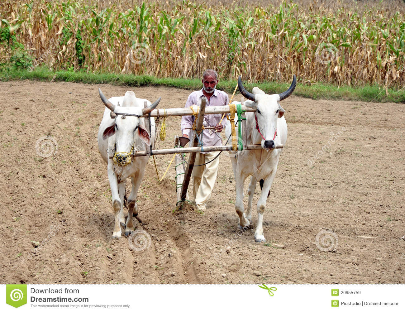 Indian Village Farmer Ploughing Fields In Hoshiarpur Punjab India