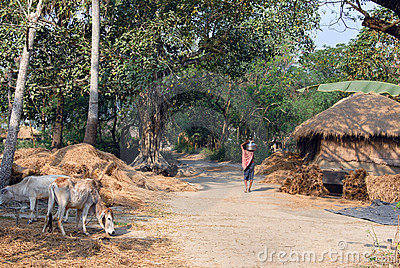 Indian Village Life Editorial Photography   Image  18375162