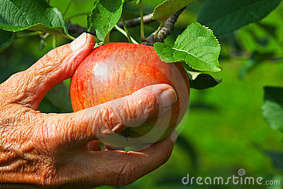 Old Women Picking An Apple Royalty Free Stock Image   Image  17180456
