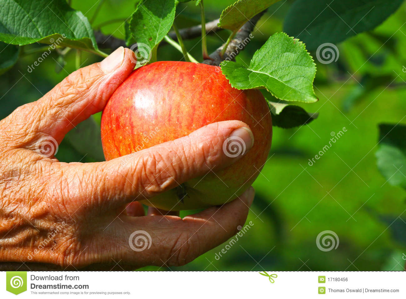Old Women Picking An Apple Royalty Free Stock Image   Image  17180456