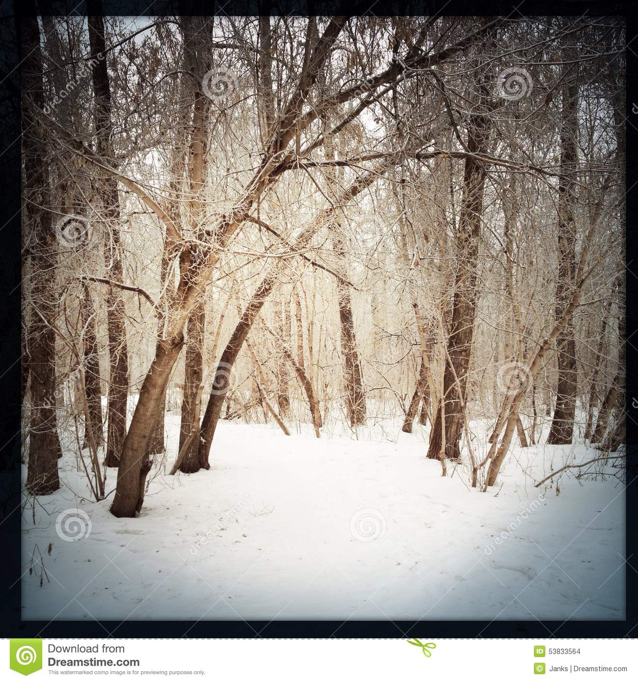 Winter Hiking Trail  Stock Photo   Image  53833564