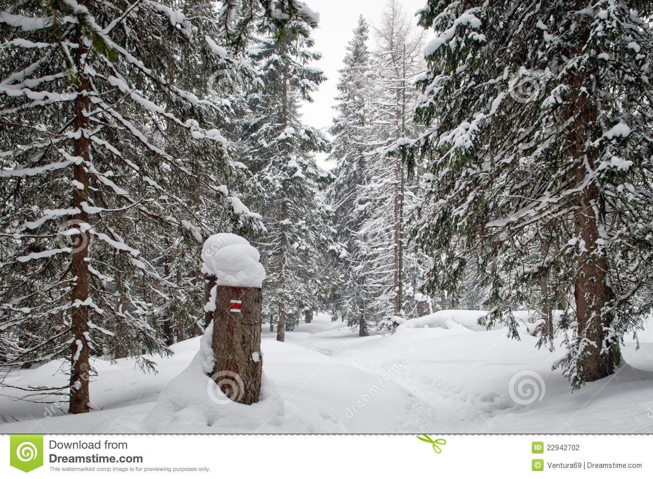 Winter Hiking Trail Through The Forest In National Park High Tatras