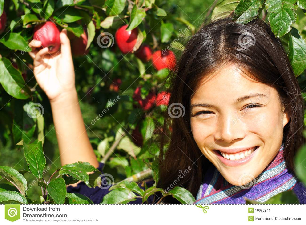 Woman Picking Apple From Tree In Fall  Beautiful Mixed Race Woman 