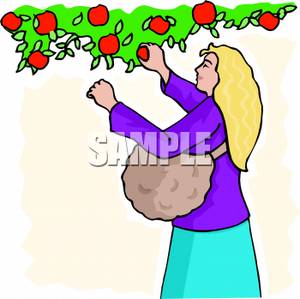 Woman Picking Apples From A Tree Clip Art Image