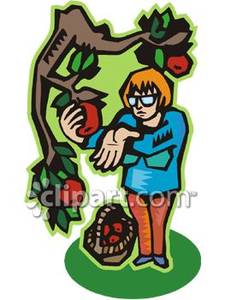 Woman Picking Apples From A Tree   Royalty Free Clipart Picture