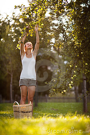 Young Woman Up On A Ladder Picking Apples From An Apple Tree Stock