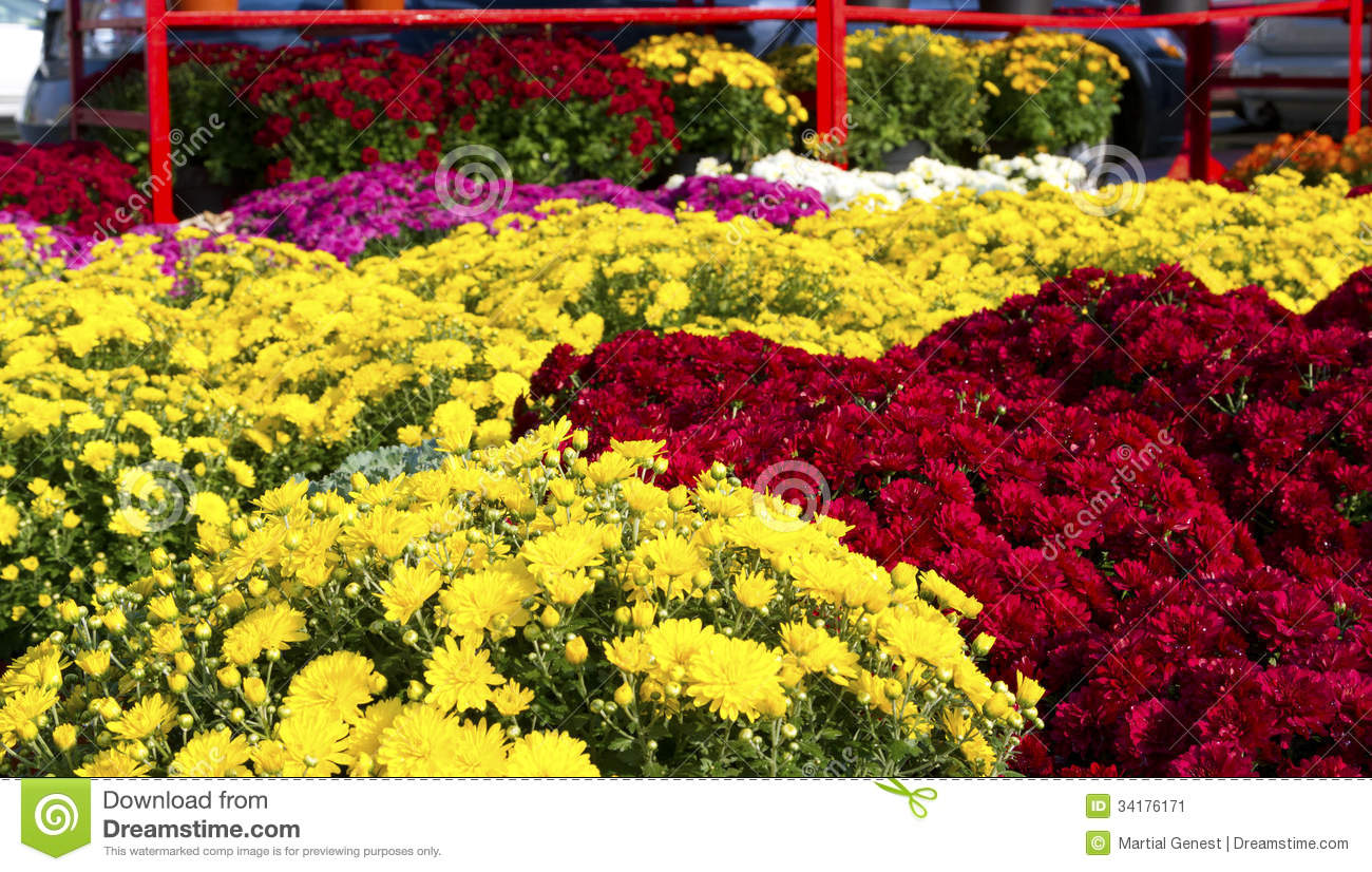 Autumn Mums Stock Image   Image  34176171