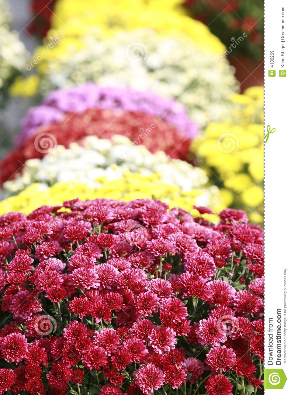 Fall Mums Royalty Free Stock Images   Image  4180269