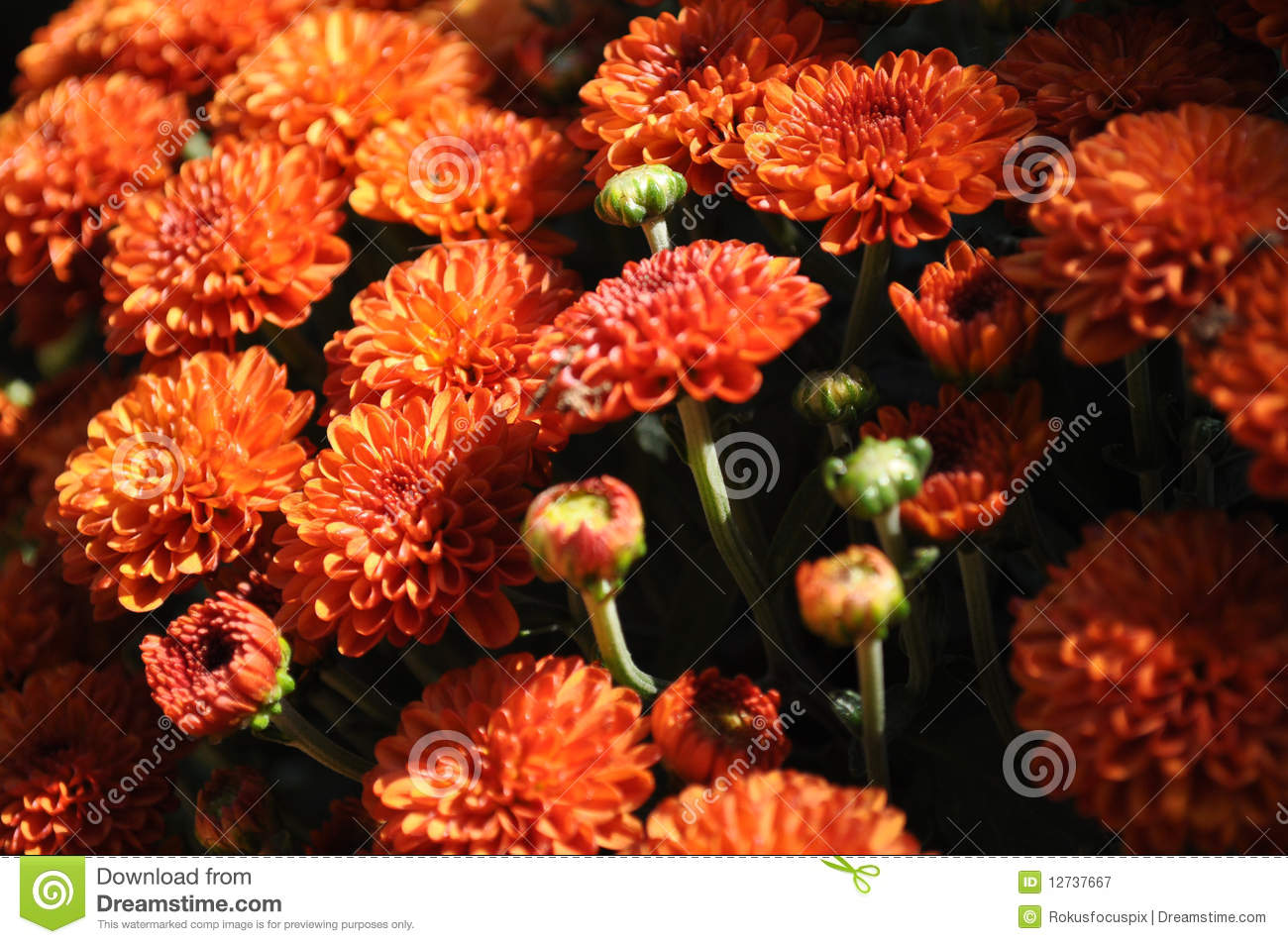 Fall Mums Royalty Free Stock Photography   Image  12737667