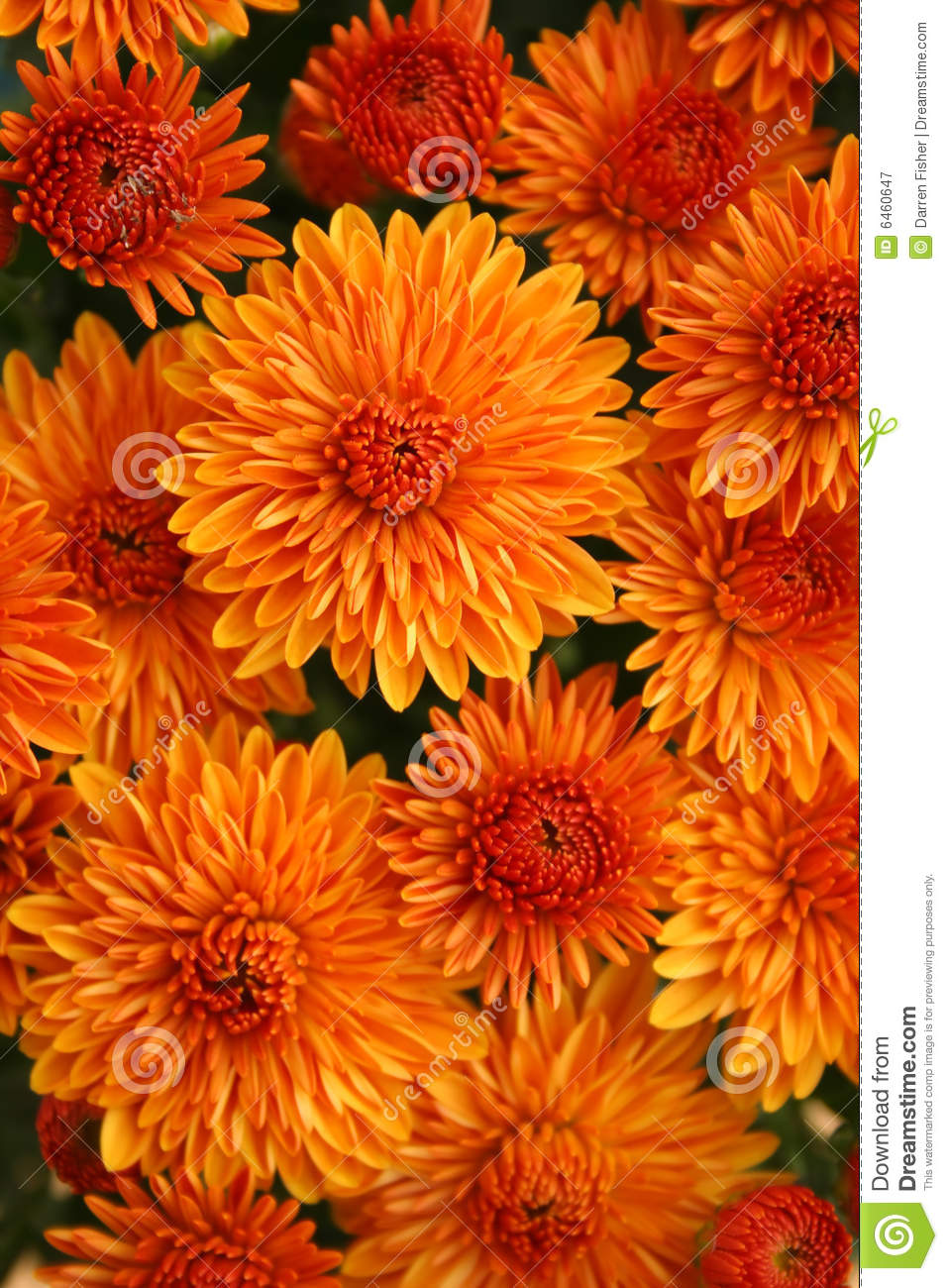 Fall Mums Royalty Free Stock Photography   Image  6460647