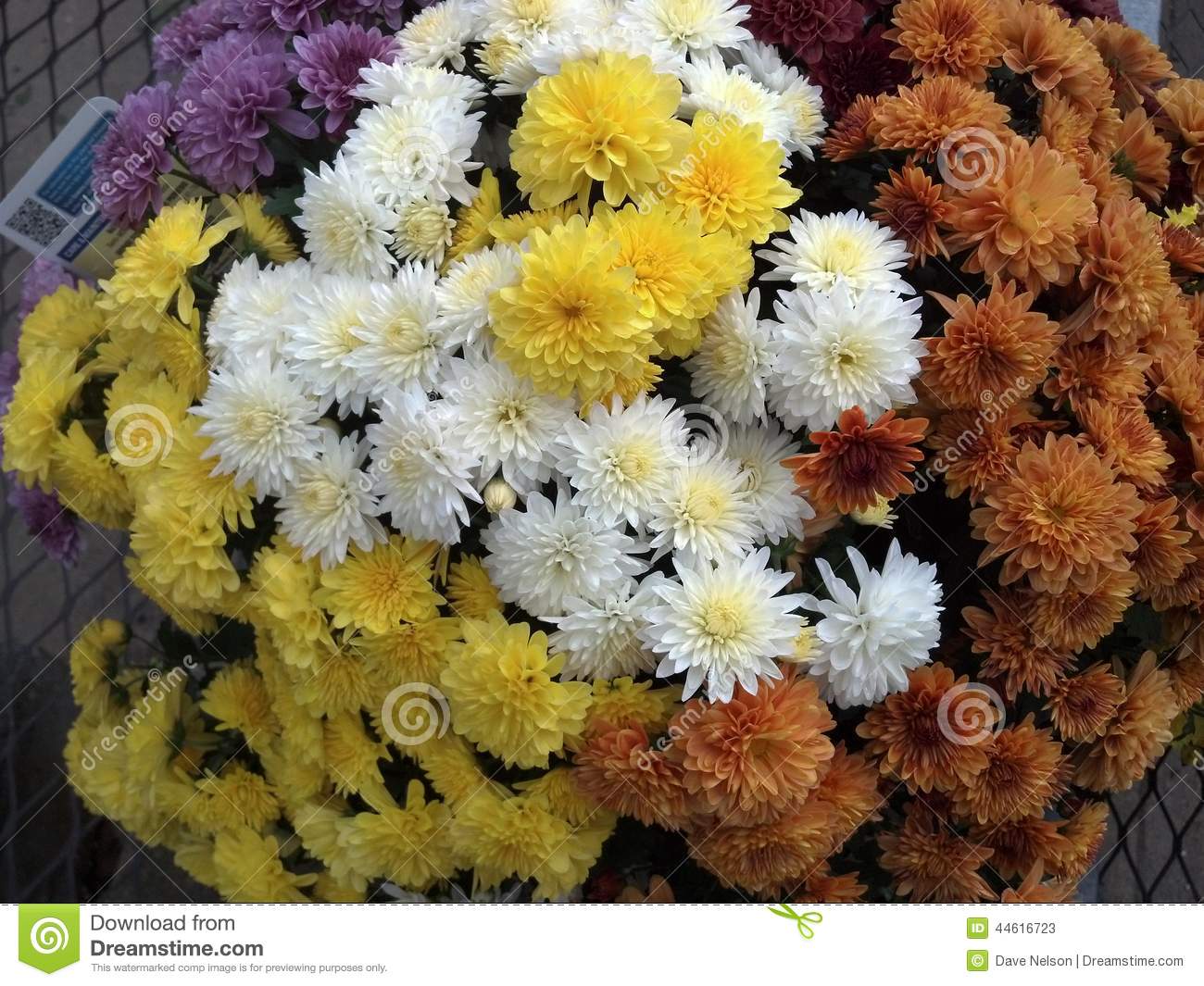 Multicolored Fall Mums Stock Photo   Image  44616723