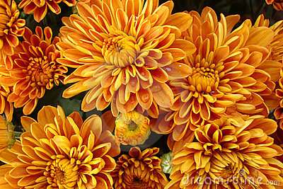 Of The Golden Petals And Blossoms In A Bouquet Of Fall Mum Flowers