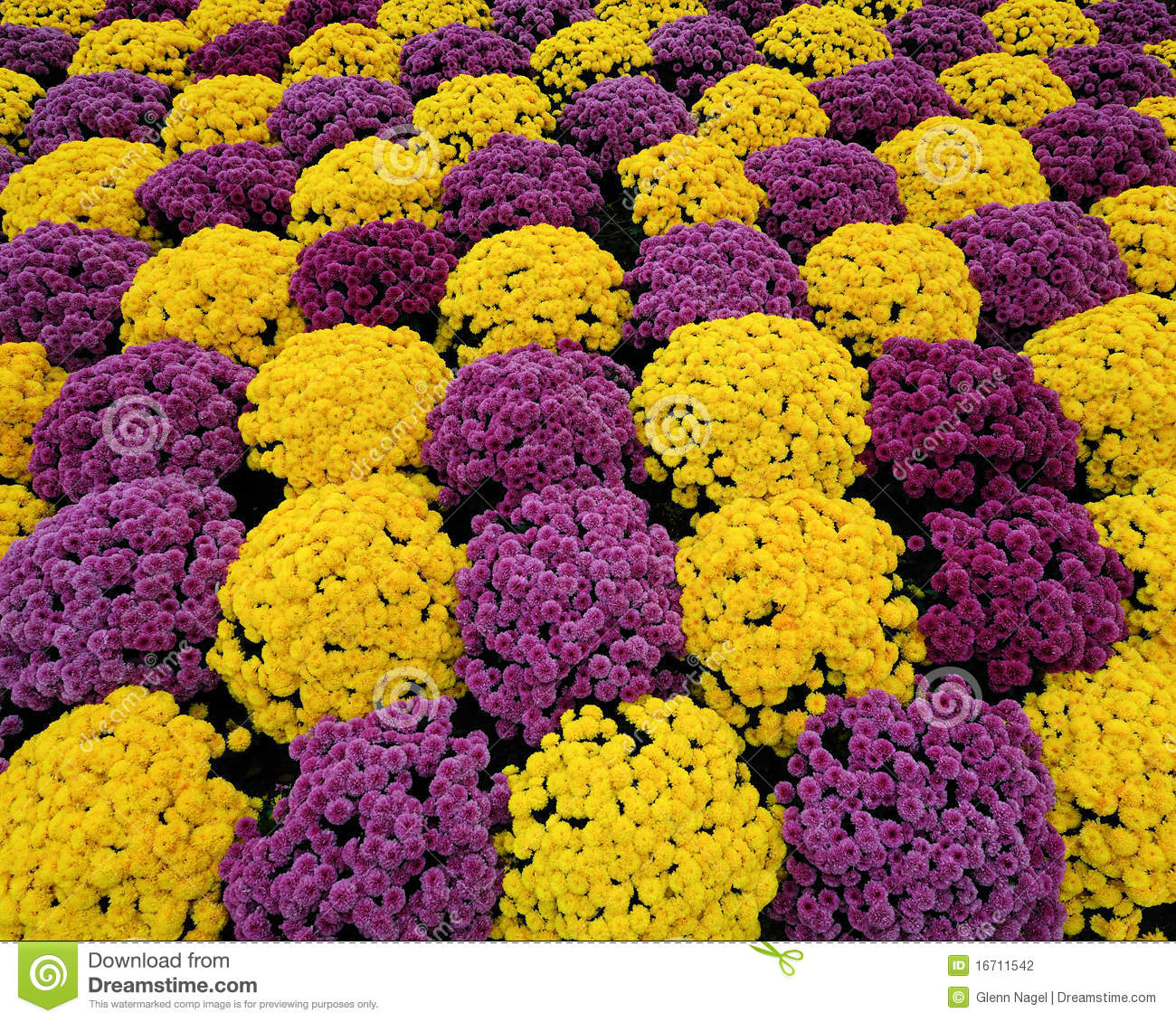 Purple   Yellow Mums Stock Photography   Image  16711542