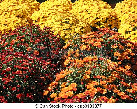 Stock Photo   Colorful Fall Mums   Stock Image Images Royalty Free