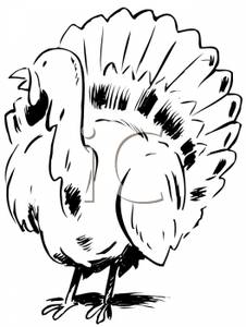 Black And White Cartoon Live Turkey Royalty Free Clipart Picture
