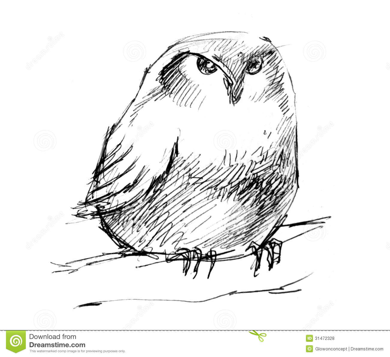 Puffy Owl Pencil Drawing Royalty Free Stock Photos   Image  31472328