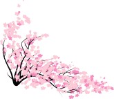 Asian Cherry Blossoms
