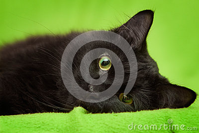 Black Cat With Green Eyes Relaxing On Blanket Royalty Free Stock Photo