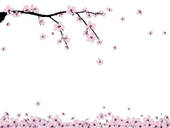 Cherry Blossom Illustrations And Clipart