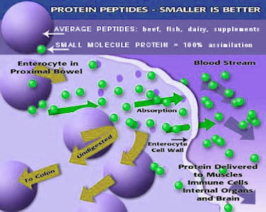 Foods You Get 100  Absorption With The Small Molecule Whey Protein