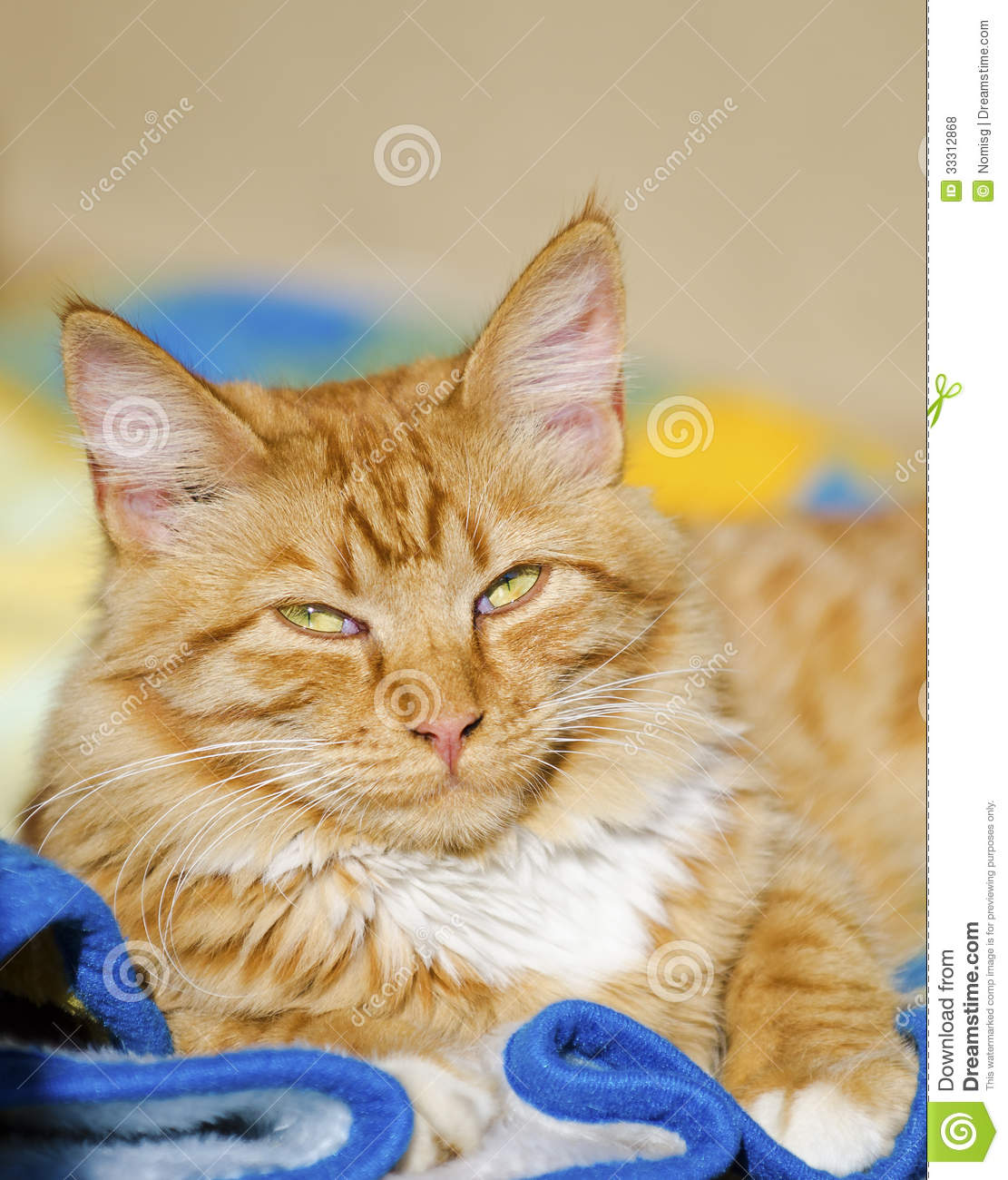 Ginger Cat Relaxing Royalty Free Stock Photos   Image  33312868