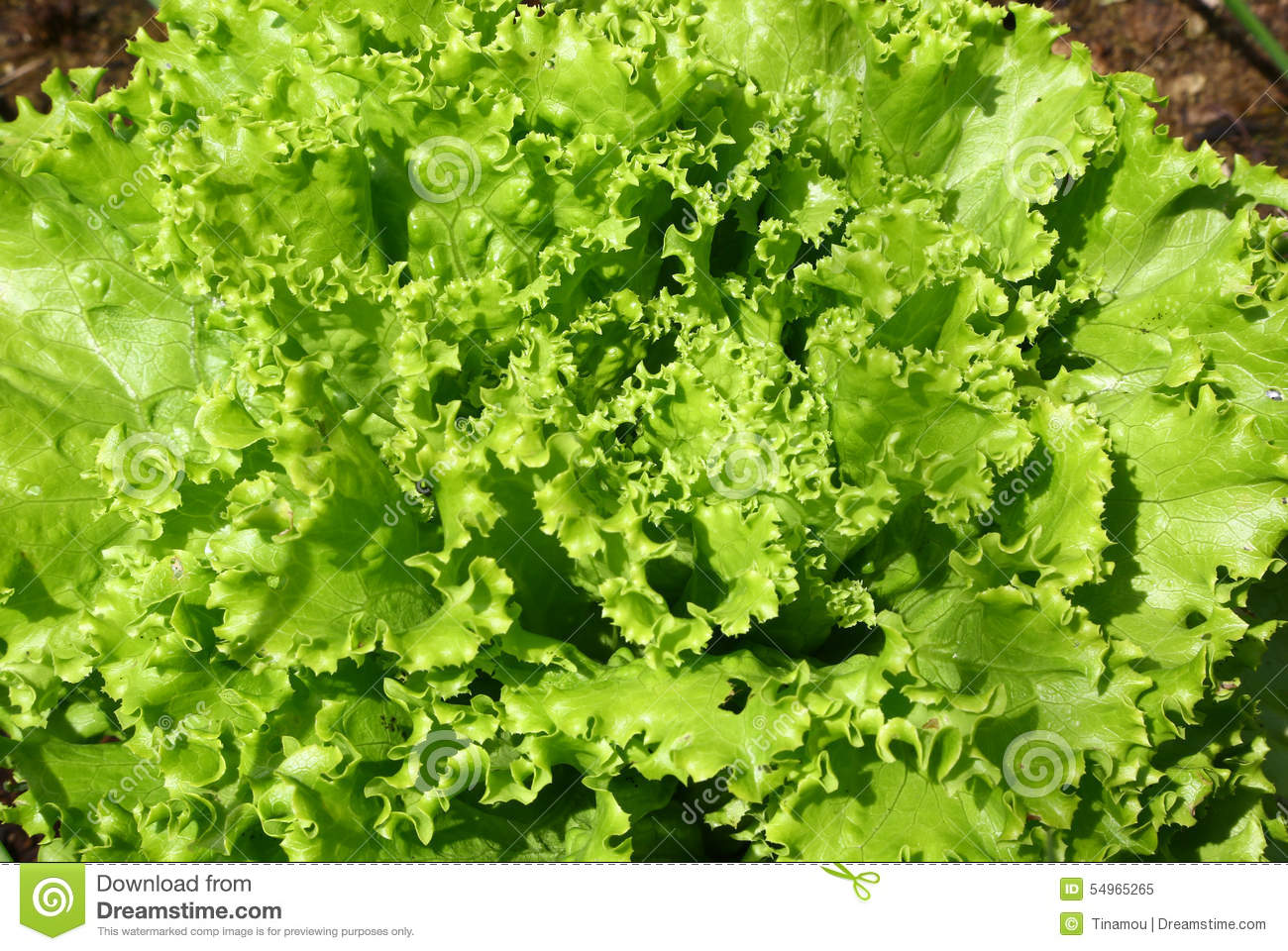 Head Of Lettuce In A Vegetable Garden  Background
