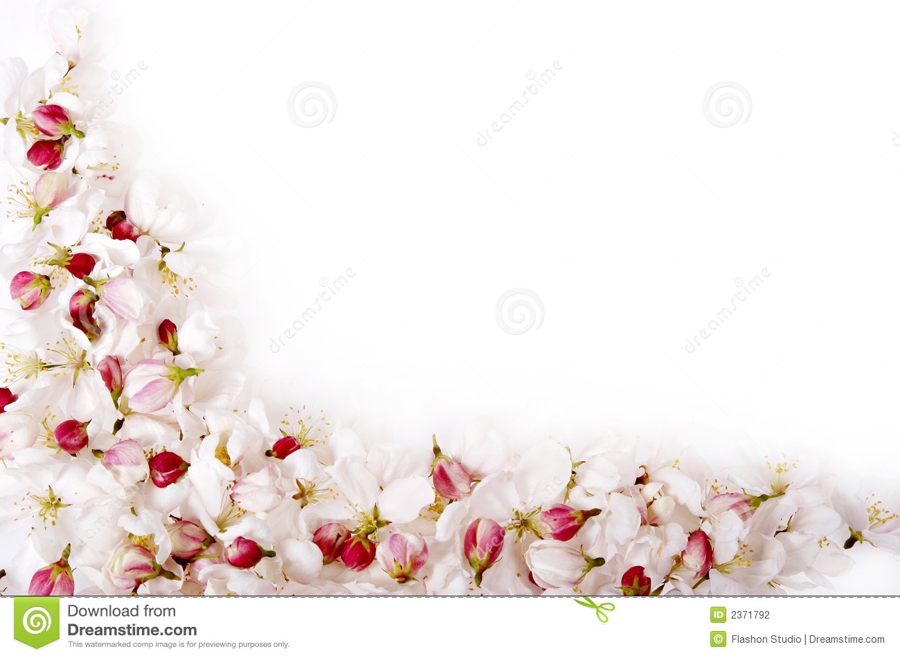 Isolated Cherry Blossom Border Stock Photography   Image  2371792