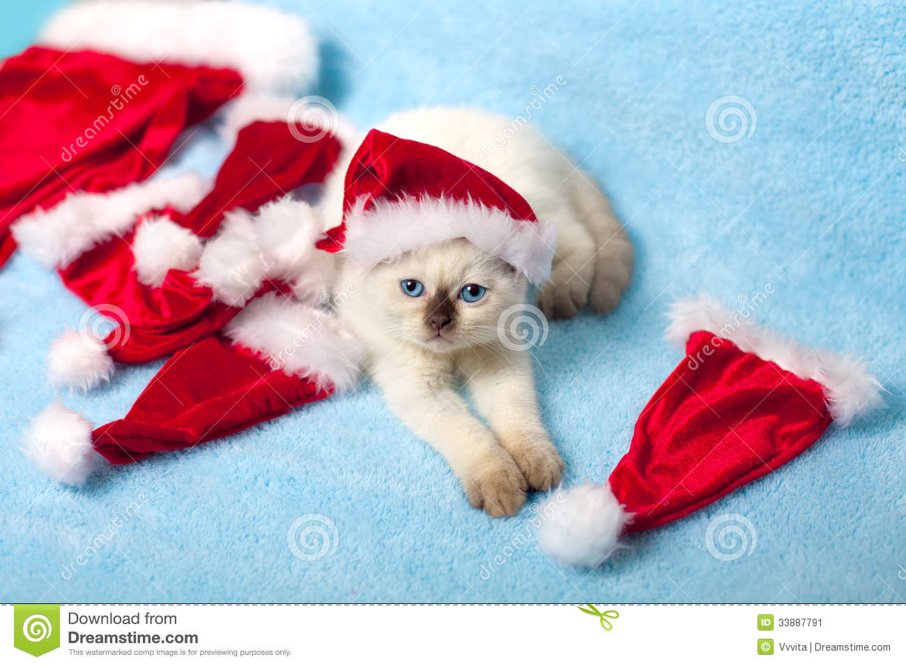 Little Cat Wearing Santa S Hat Stock Image   Image  33887791