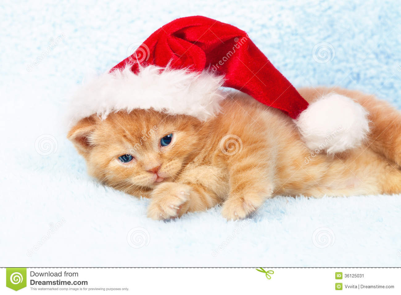 Little Kitten Wearing Santa S Hat Stock Image   Image  36125031