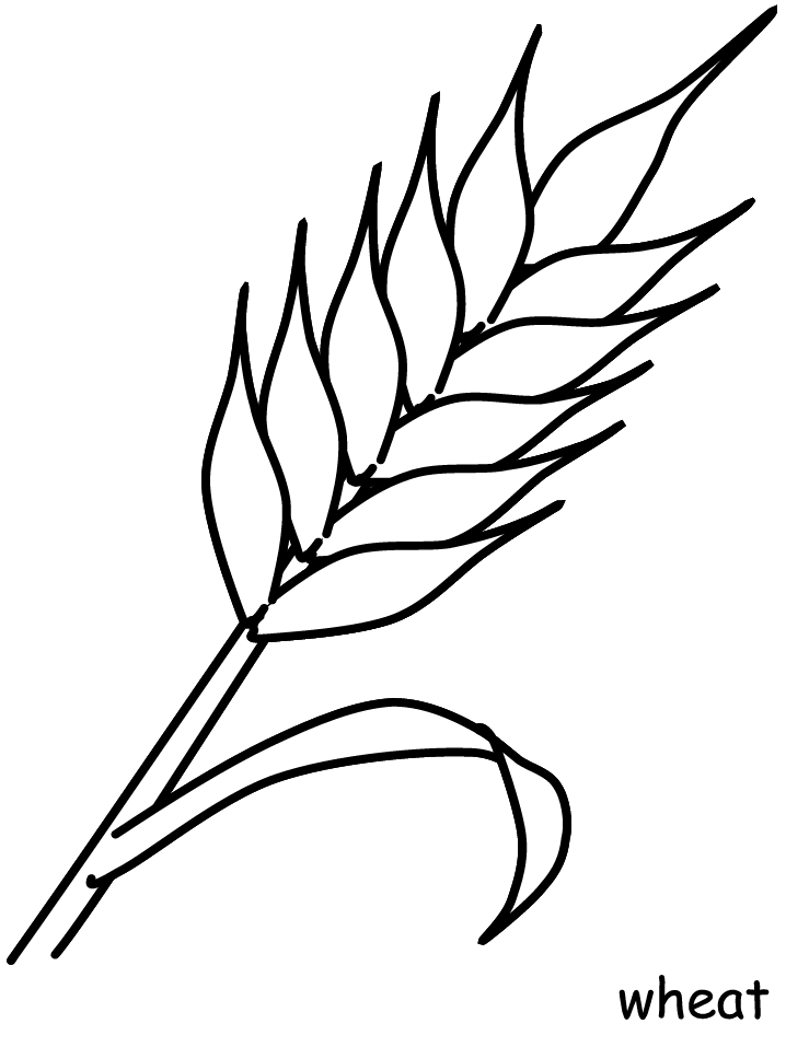 Printable Wheat Flowers Coloring Pages   Coloringpagebook Com
