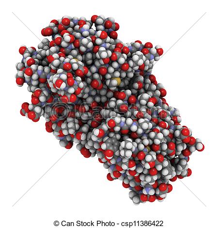 Protein Molecule Clipart Pepsin Enzyme Molecule