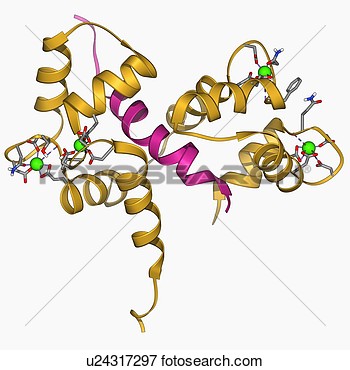 Protein Molecule Clipart Protein Molecule