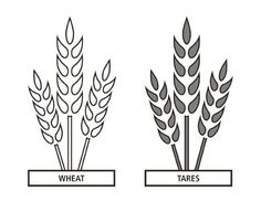 Wheat And Tares More History Wheat And Tares Church Things Doctrine