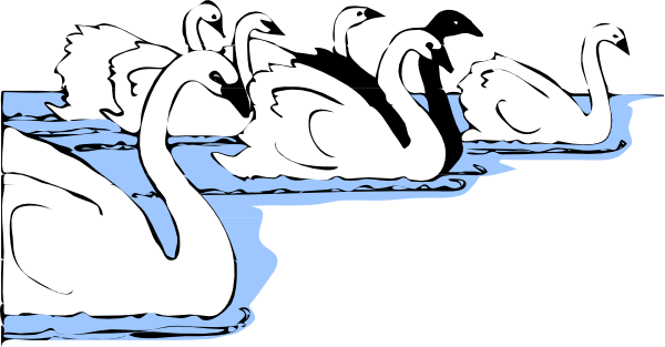 White And Black Swans Clip Art At Clker Com   Vector Clip Art Online