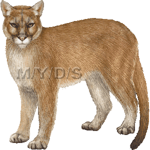 Cougar  Puma Concolor