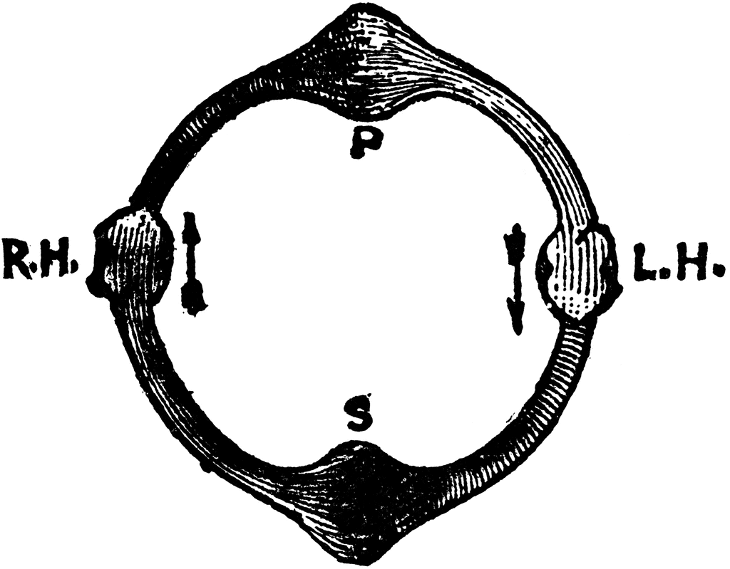 Diagram Of Circulation   Clipart Etc