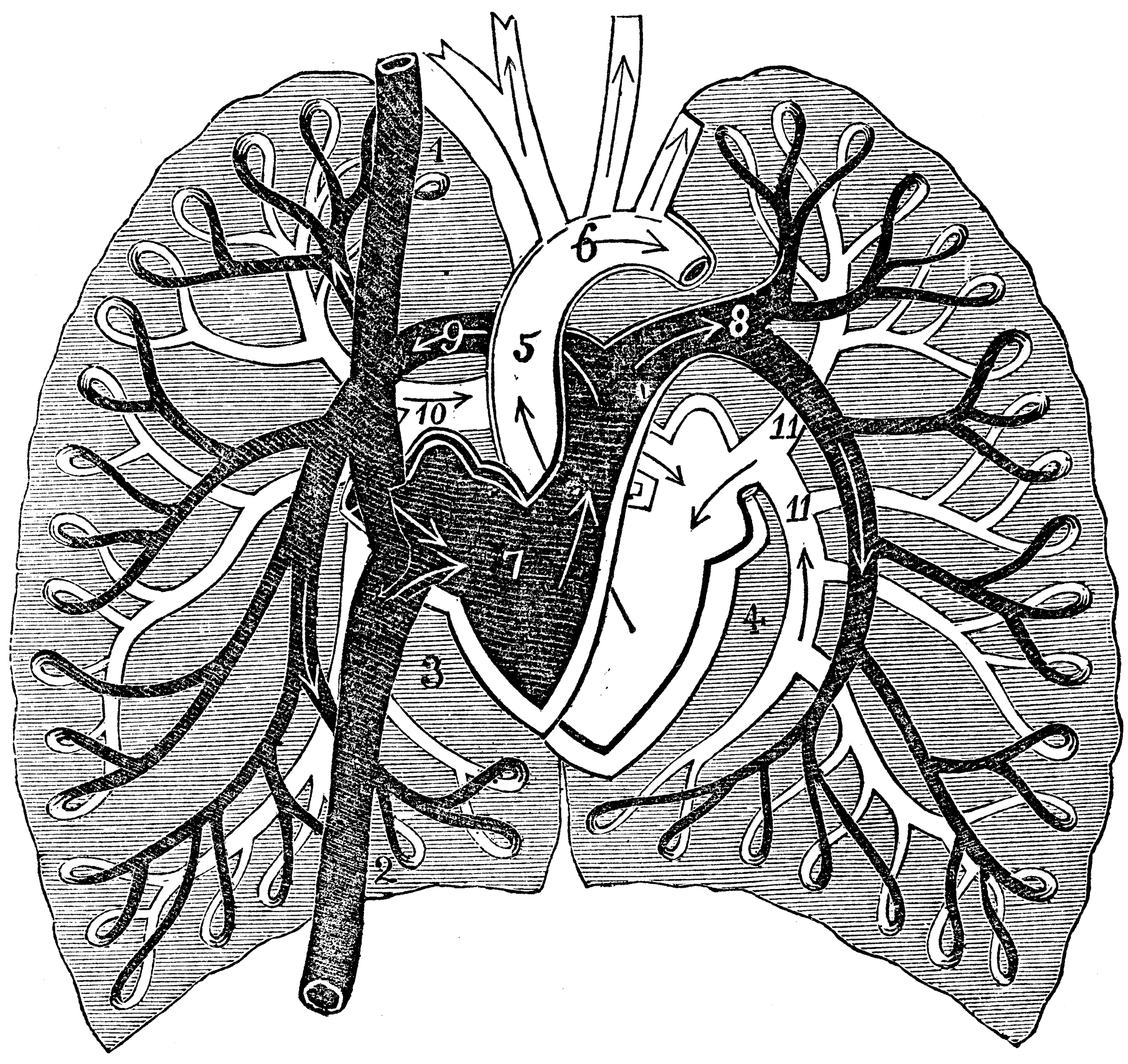 Diagram Of Pulmonary Circulation   Clipart Etc