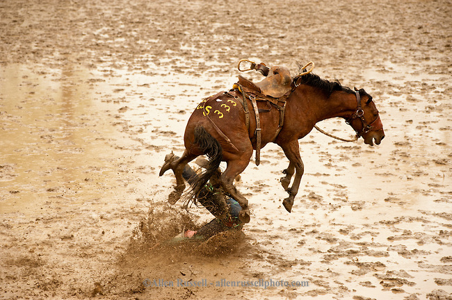 Saddle Bronc Rider Bucked Off In Mud At Miles City Bucking Horse Sale