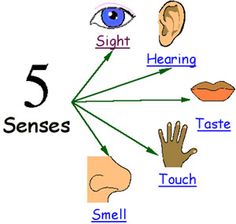 Senses On Pinterest   Senses Activities My Five Senses And Five    