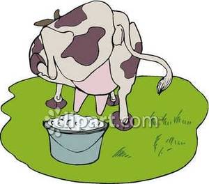     Cow Getting Ready To Kick A Bucket   Royalty Free Clipart Picture