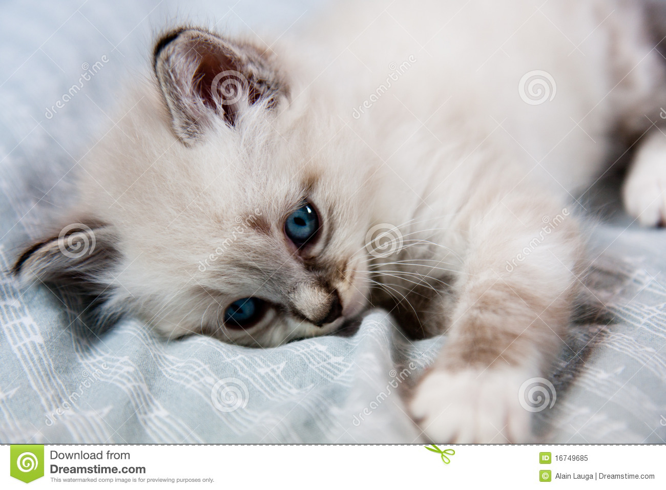 Young Kitten Clear Coat And Blue Eyes Lying On A Sheet