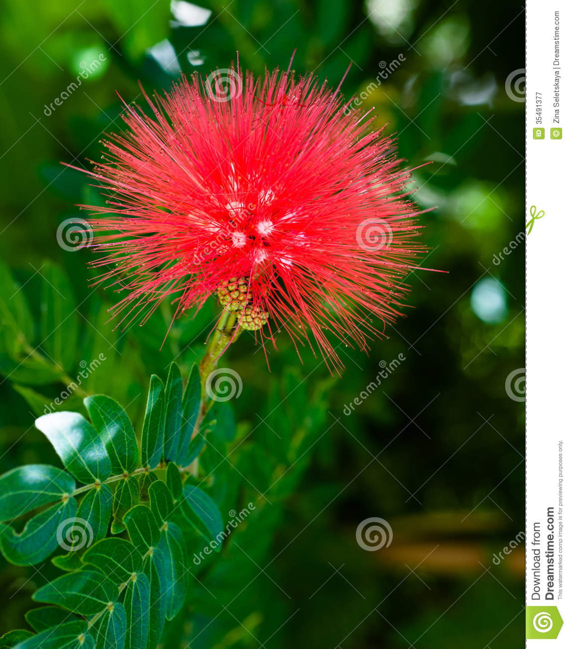 Delicate Flower With Beautiful Red Spikes Blooming In The Garden 