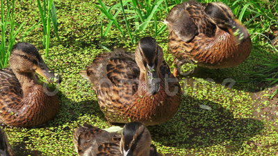 Duck Overgrown Pond K Shot Ultra High Definition Uhd You Can Easily
