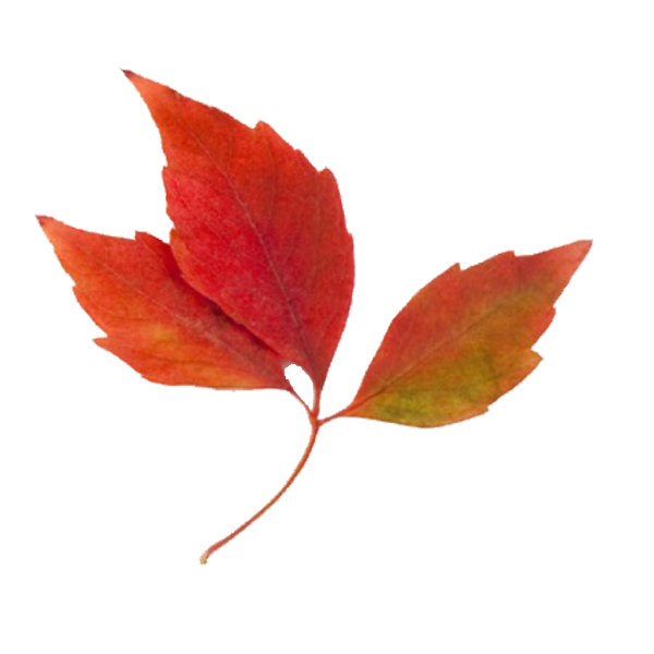 Fall Foliage Clip Art