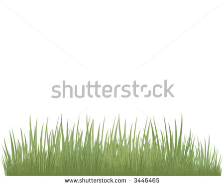 Green Grass Of Different Shades On A White Background  It Is Very
